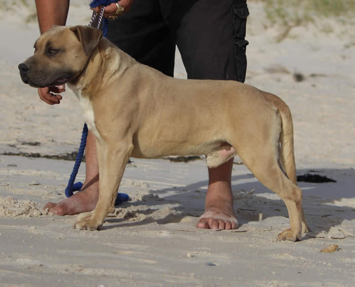 DDDawgs Frankie Gonna Thongya